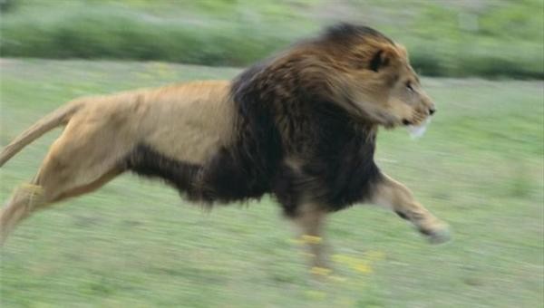 Sư tử châu Phi đạt vận tốc 88,5 km/giờ.